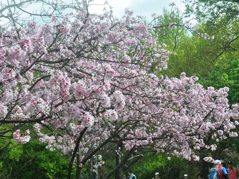 YangMingShan Flower Festival 2022