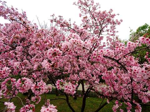 YangMingShan Flower Festival 2022