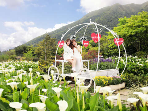 2022 Zhuzihu Calla Lily & Hydrangea