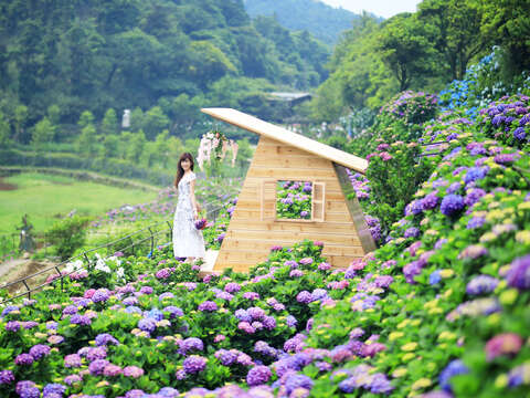 2022 Zhuzihu Calla Lily & Hydrangea