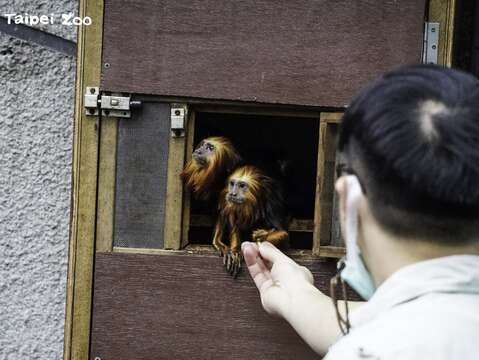 來到臺北市立動物園的金頭獅狨是兩隻雄性的個體，哥哥叫做「Kopi」弟弟叫做「Kaya」