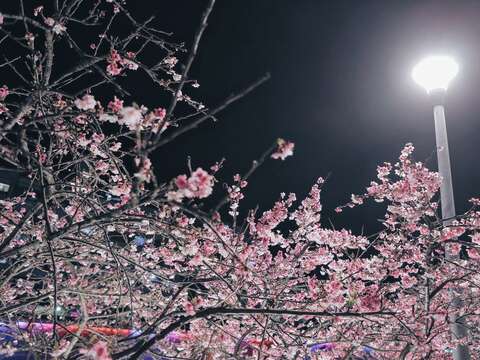 2022樂活夜櫻季-路燈下的櫻花是夜晚最浪漫的點綴