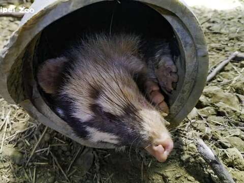 寝姿が奇妙な動物を見たことがありますか？