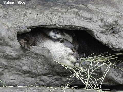 寝姿が奇妙な動物を見たことがありますか？