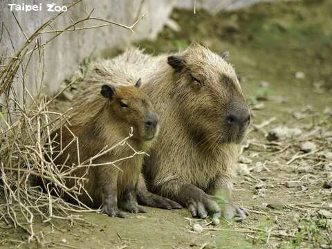 寝姿が奇妙な動物を見たことがありますか？