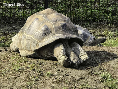 寝姿が奇妙な動物を見たことがありますか？