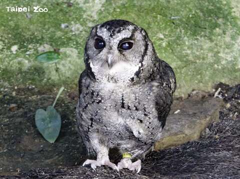 寝姿が奇妙な動物を見たことがありますか？
