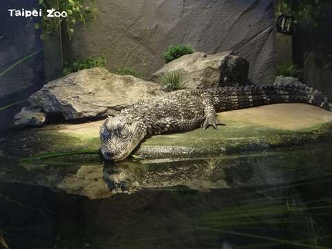 揚子鱷睡到流口水