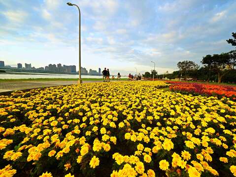 Lautan Bunga di Taman Tepi Sungai Yanping Kota Taipei Hadir dengan Indah