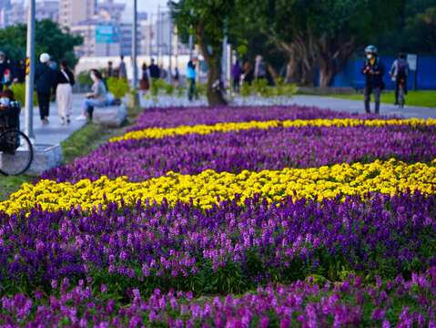El mar de flores en el parque ribereño Yanping en la ciudad de Taipei