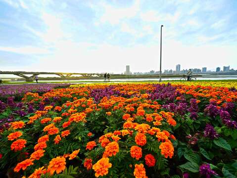 El mar de flores del ribereño parque Yanping en la ciudad de Taipei