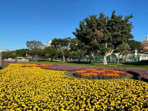 台北市延平河浜公園の花畑が華やかにお目見え