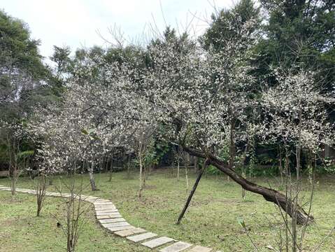 花卉試驗中心梅花景緻