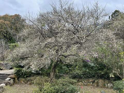 陽明公園老梅花