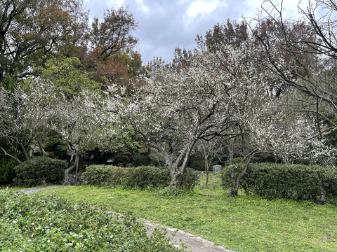 盛開的老梅花