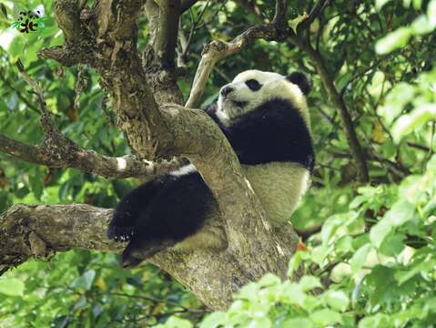 氣象預報說周末有寒流過境，大家如果到動物園過聖誕節，記得要穿暖暖哦！（「圓寶」-詹德川攝）