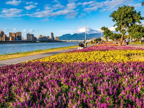 五顏六色的花海沿著淡水河畔一路綻放，儼然是「北市最美的水岸花海」