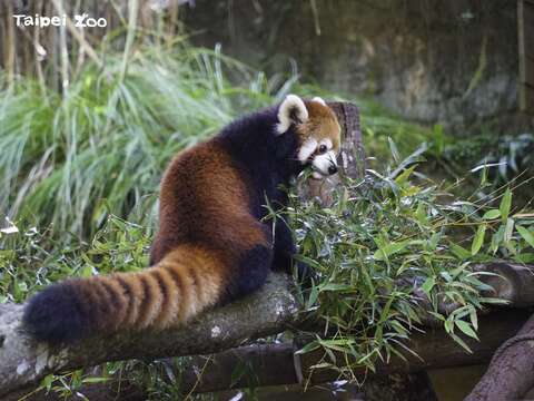 レッサーパンダの赤ちゃん ママといっしょにお披露目