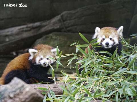 レッサーパンダの赤ちゃん ママといっしょにお披露目
