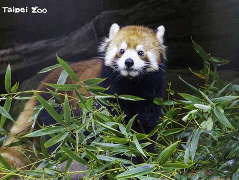 レッサーパンダの赤ちゃん ママといっしょにお披露目