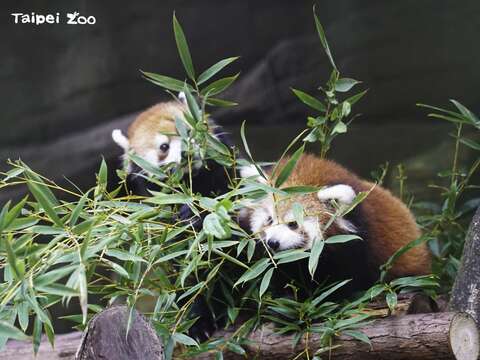 レッサーパンダの赤ちゃん ママといっしょにお披露目