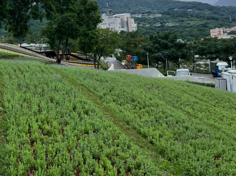 16000株紫色薰衣草