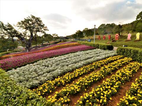 三層崎公園花海為「花IN台北」系列花展之一