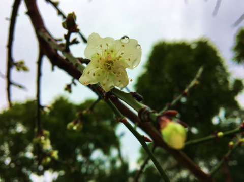 寒風中盛開的梅花