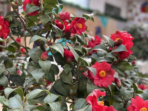 台北茶花展-茶花