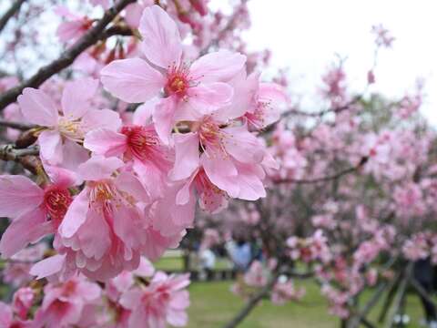 陽明山花季-櫻花綻放