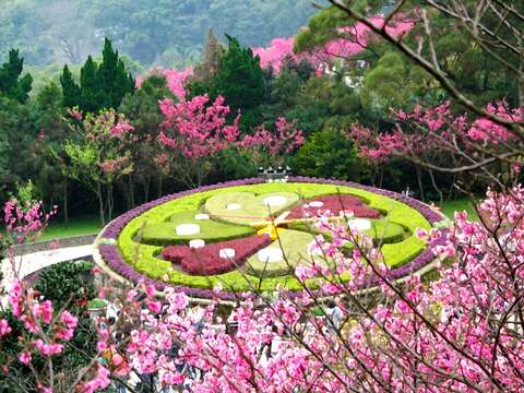 陽明山花季-花鐘