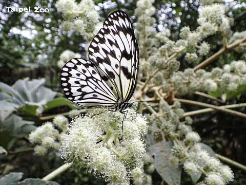 在蓪草花朵上覓食的大白斑蝶