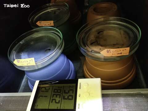 動物園在箭毒蛙的圈養繁殖上做了許多努力，現在也發展出一套SOP