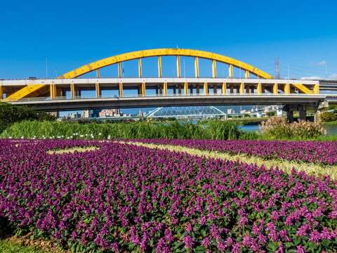 2022基隆河畔花海新登場 就在饒河夜市旁