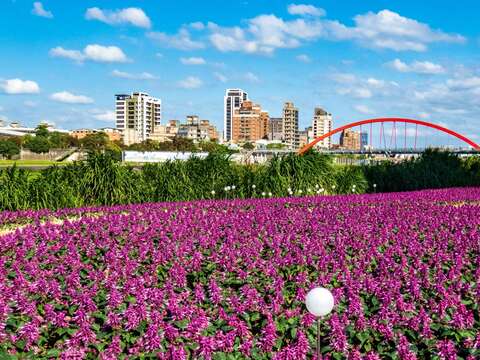 成美左岸河濱花海占地約3,608公尺(約10座標準籃球場大小)