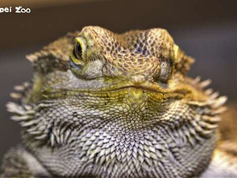 名字裡有虎、豹、獅的兩爬動物-鬃獅蜥（兩棲爬蟲動物館保育員攝）