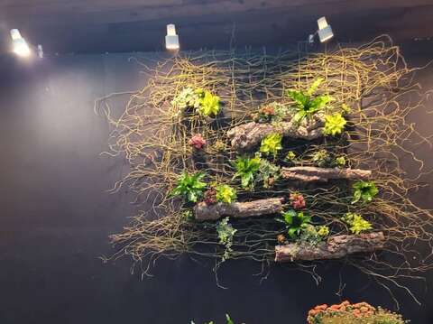「長壽花」是多肉植物，可用扦插及播種繁殖，亦是近年來發展非常快的盆花。陳坤燦拍攝