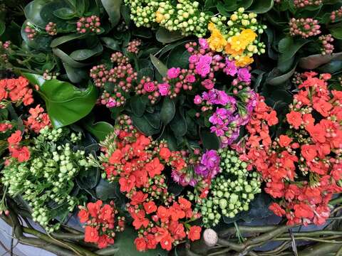 臺北典藏植物園「高品質長壽花得獎作品展」 陳坤燦拍攝