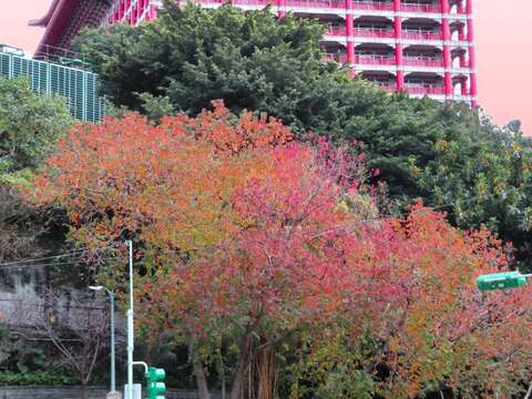 中山北路四段圓山大飯店前的紅葉植物是烏桕