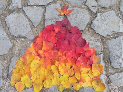 民眾收集烏桕落葉，以鋪面作為畫布(攝於劍潭公園)