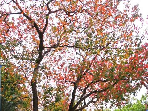 從另一個角度觀賞劍潭公園的烏桕紅葉和石獅子