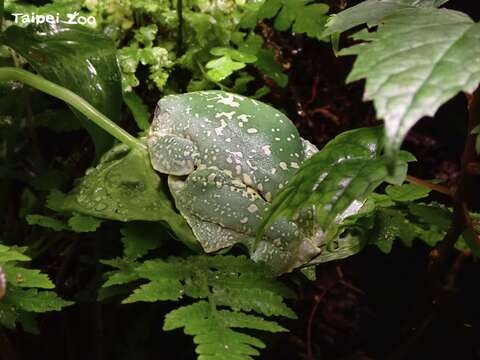 「亞馬遜葉蛙」白天休息時會趴在葉面或葉背上，彷彿與葉片融為一體