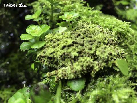 苔蘚蛙：敵不動我不動！（戴為愚攝）