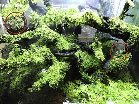 解答：總共可以看到三隻，你猜對了嗎？（戴為愚攝）