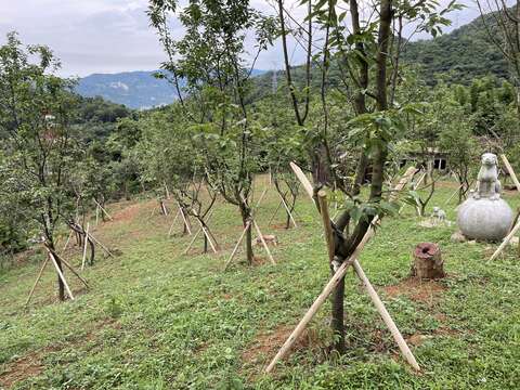 十二生肖園區山頂，期許新的一年櫻花盛開與市民共享