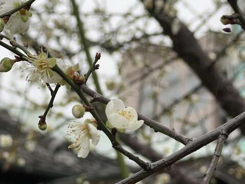 梅花已於寒冬中綻放