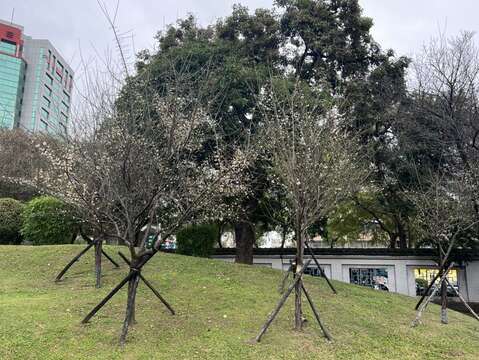 逸仙公園內梅花陸續開花中