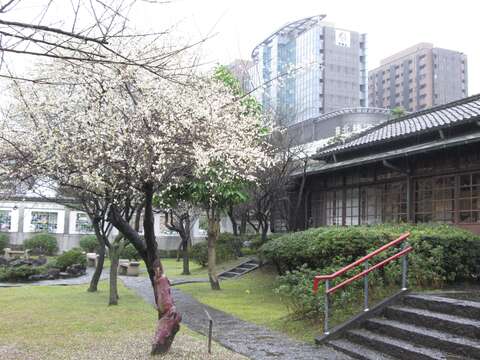 往年逸仙公園梅花開花盛況
