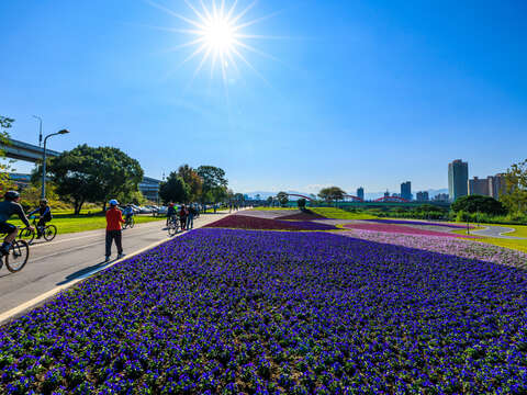 2022古亭河濱花海 32萬盆花綻放 紫爆魅力即將炸裂古亭河濱