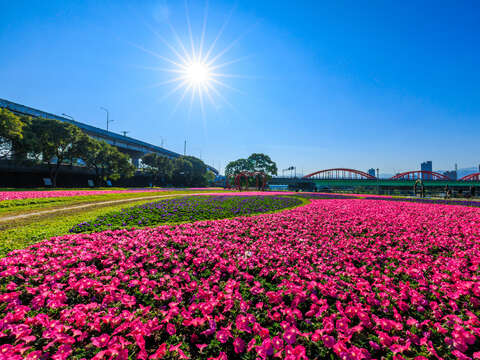 花海已陸續盛開中